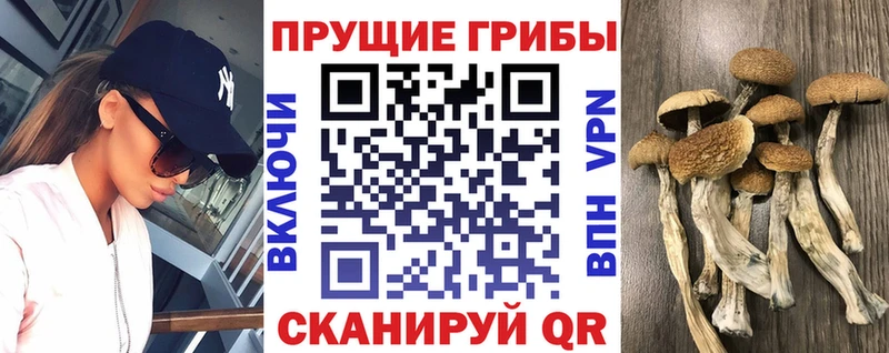 где можно купить наркотик  Брюховецкая  Псилоцибиновые грибы Cubensis 